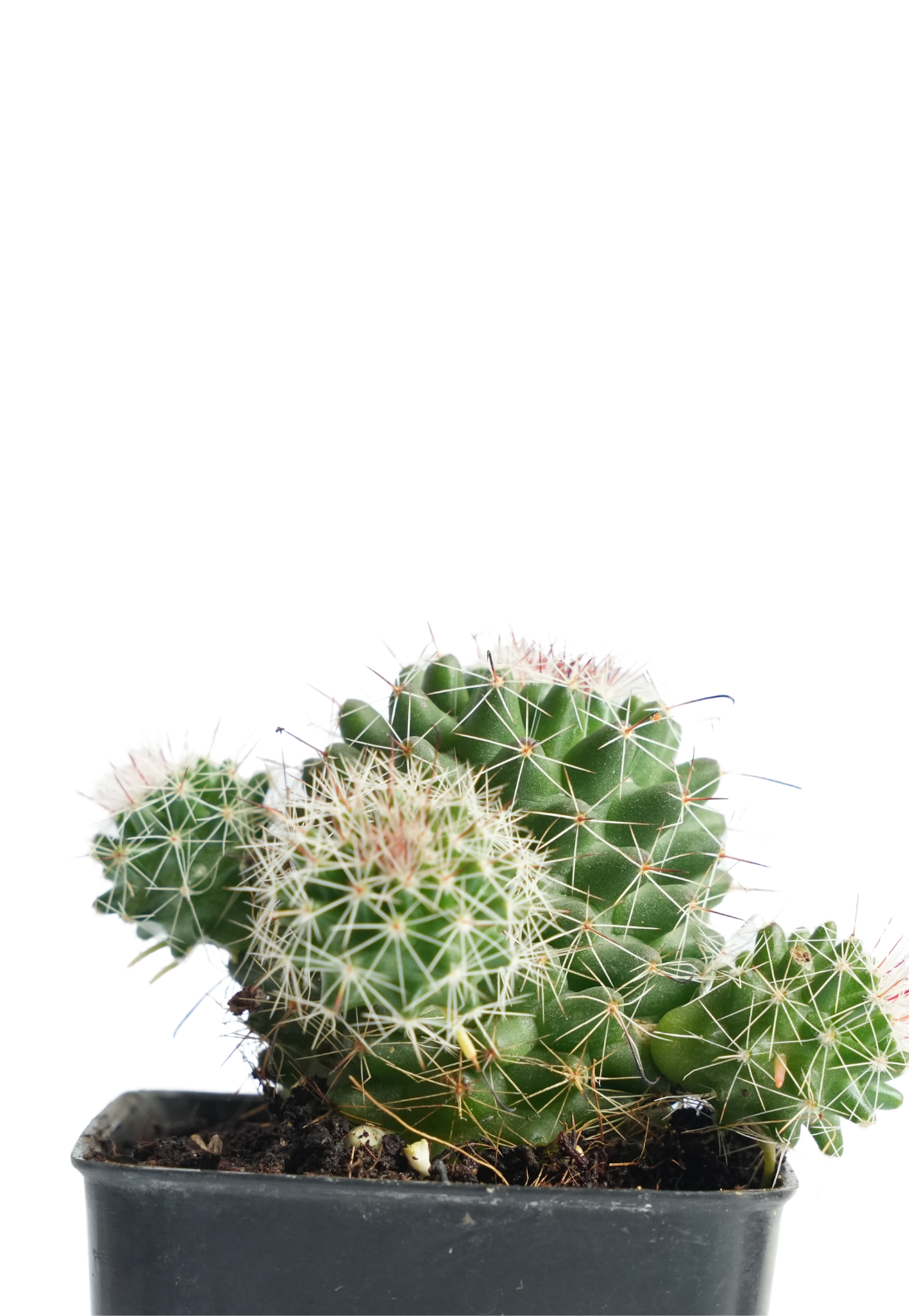 Nipple Cactus