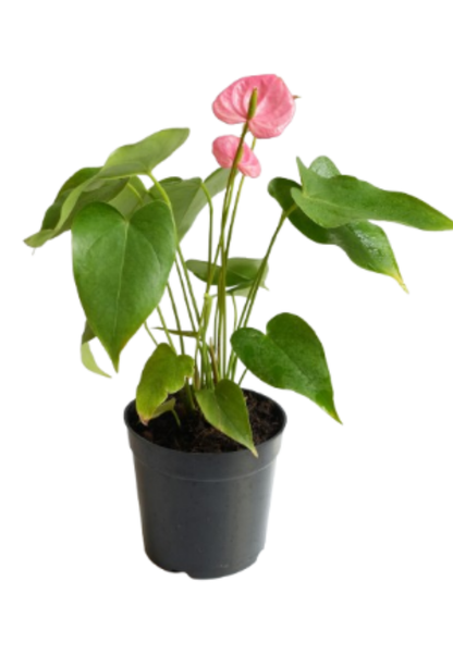 Anthurium (Pink Anthuriums)