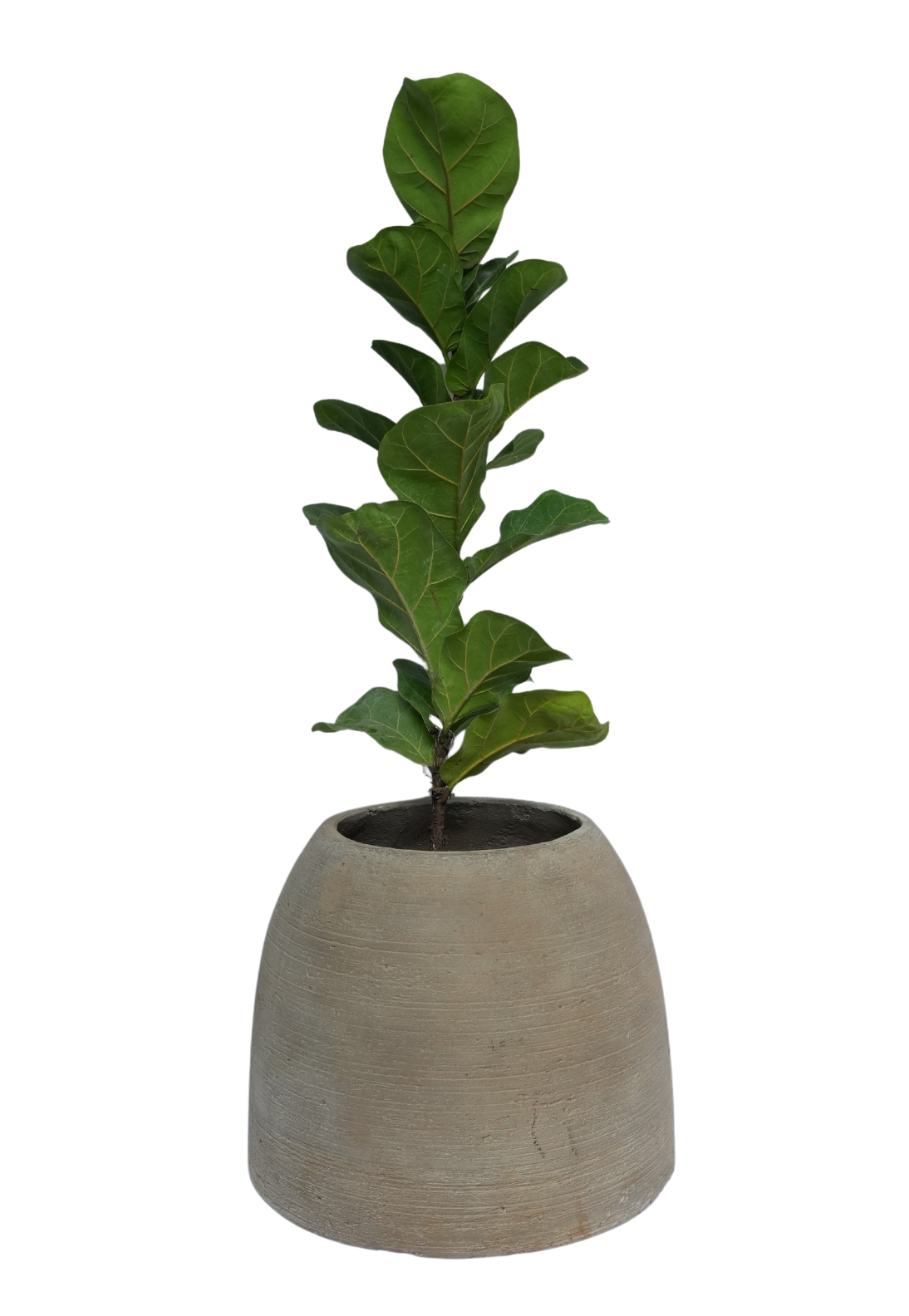 Chocolate Brown Lamshade Planter