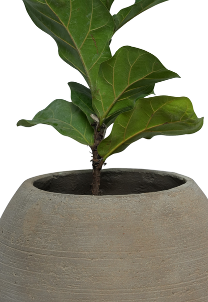 Chocolate Brown Lamshade Planter