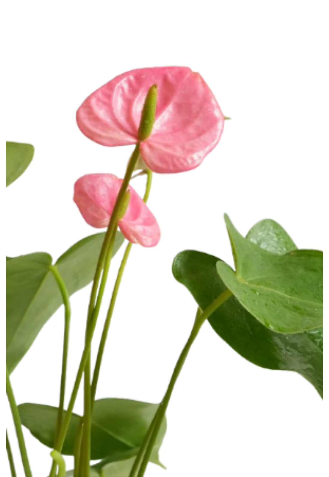 Anthurium (Pink Anthuriums)