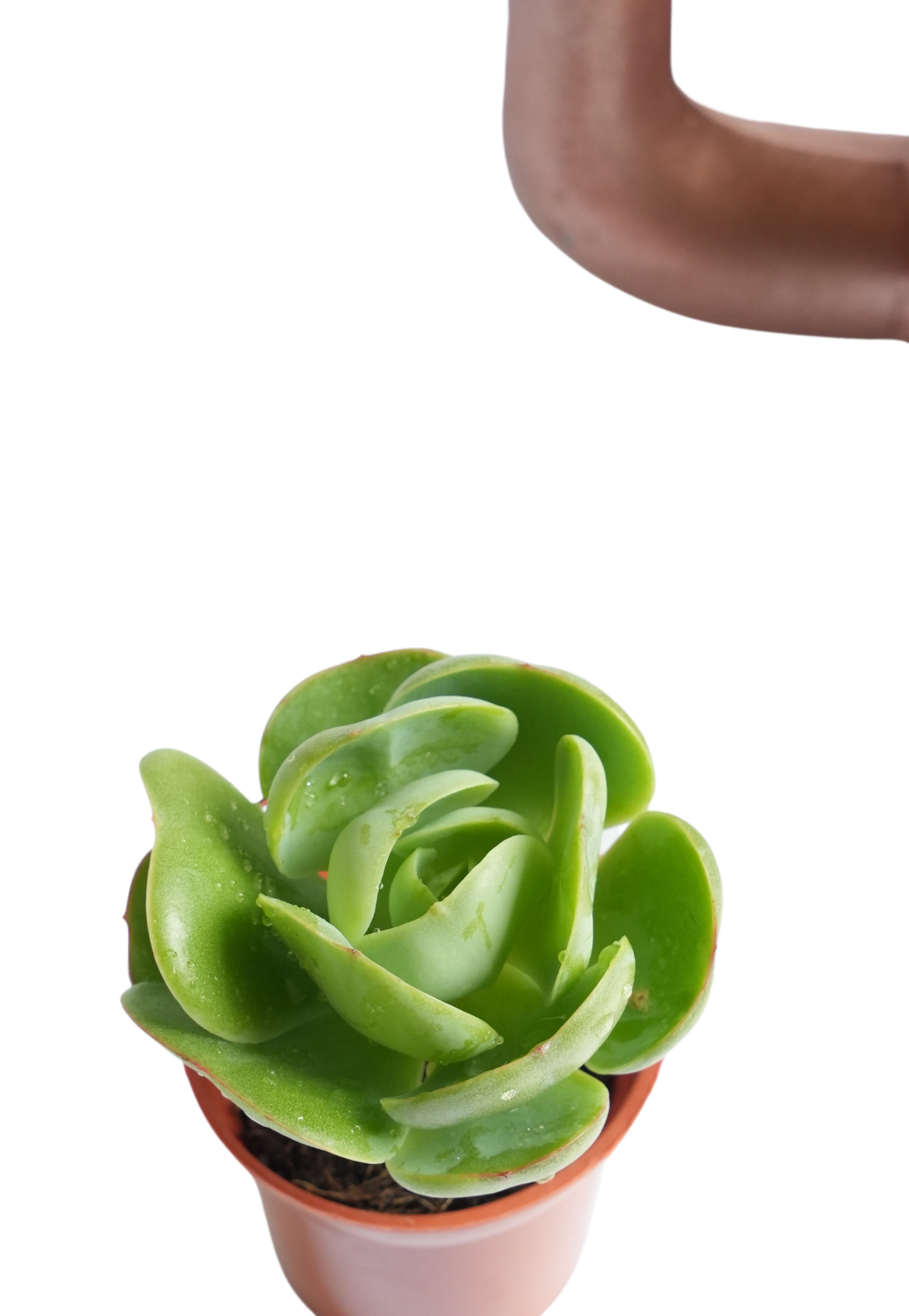 Echeveria ‘Green Spoon’