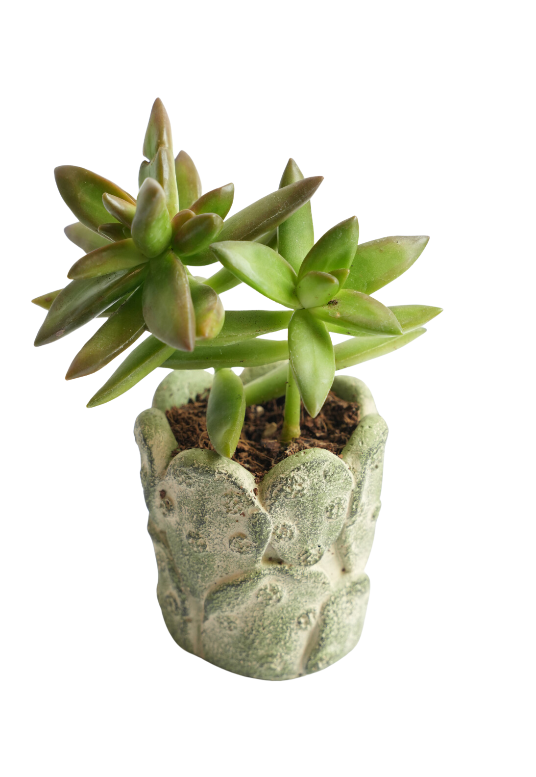 Cactus Green Mini Planter