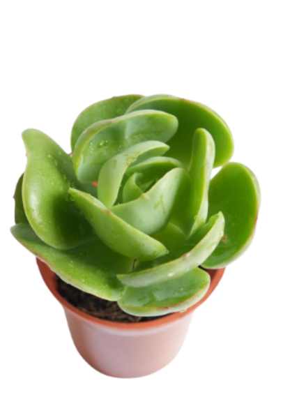 Echeveria ‘Green Spoon’