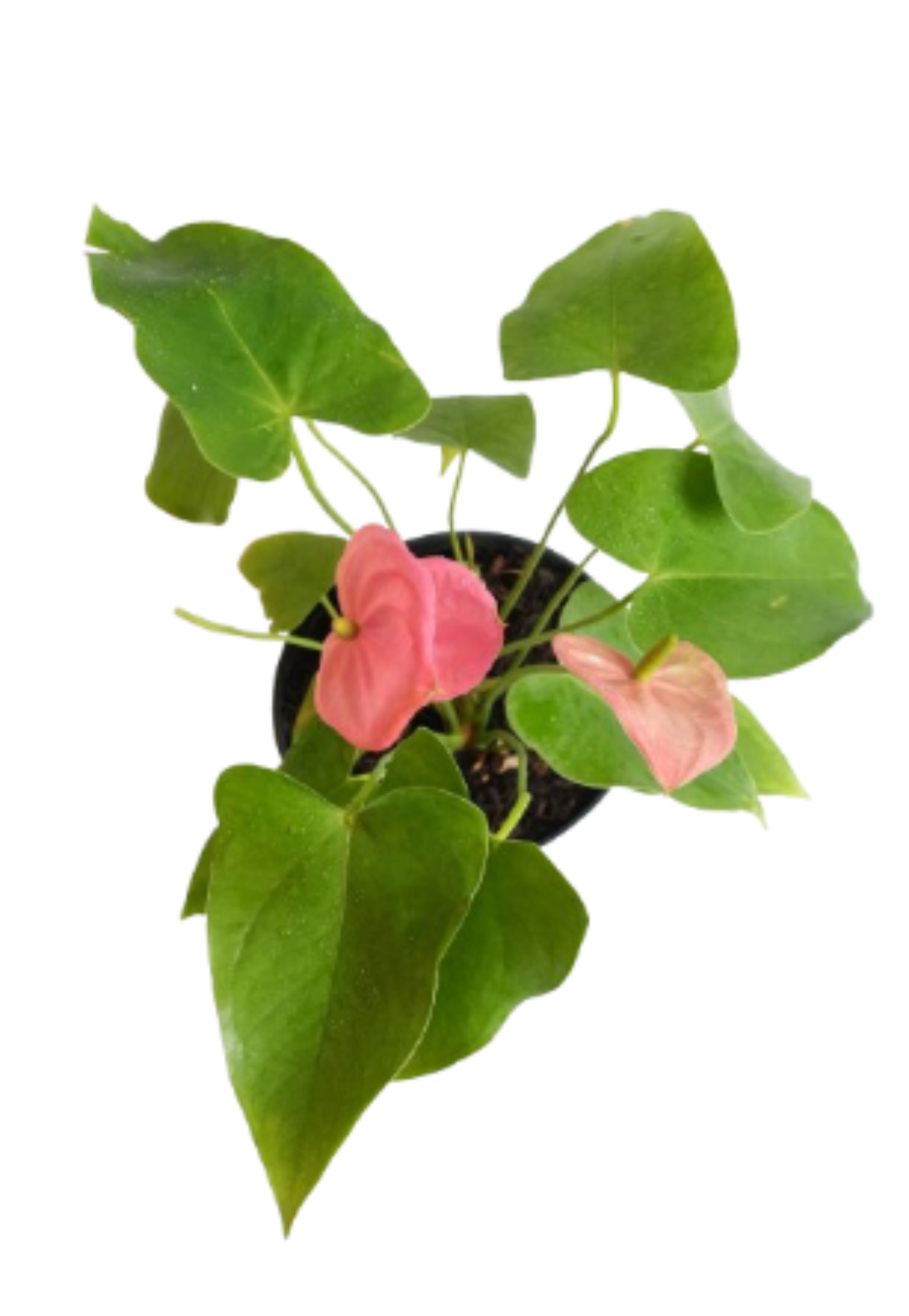 Anthurium (Pink Anthuriums)