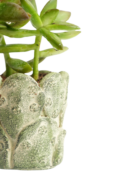 Cactus Green Mini Planter