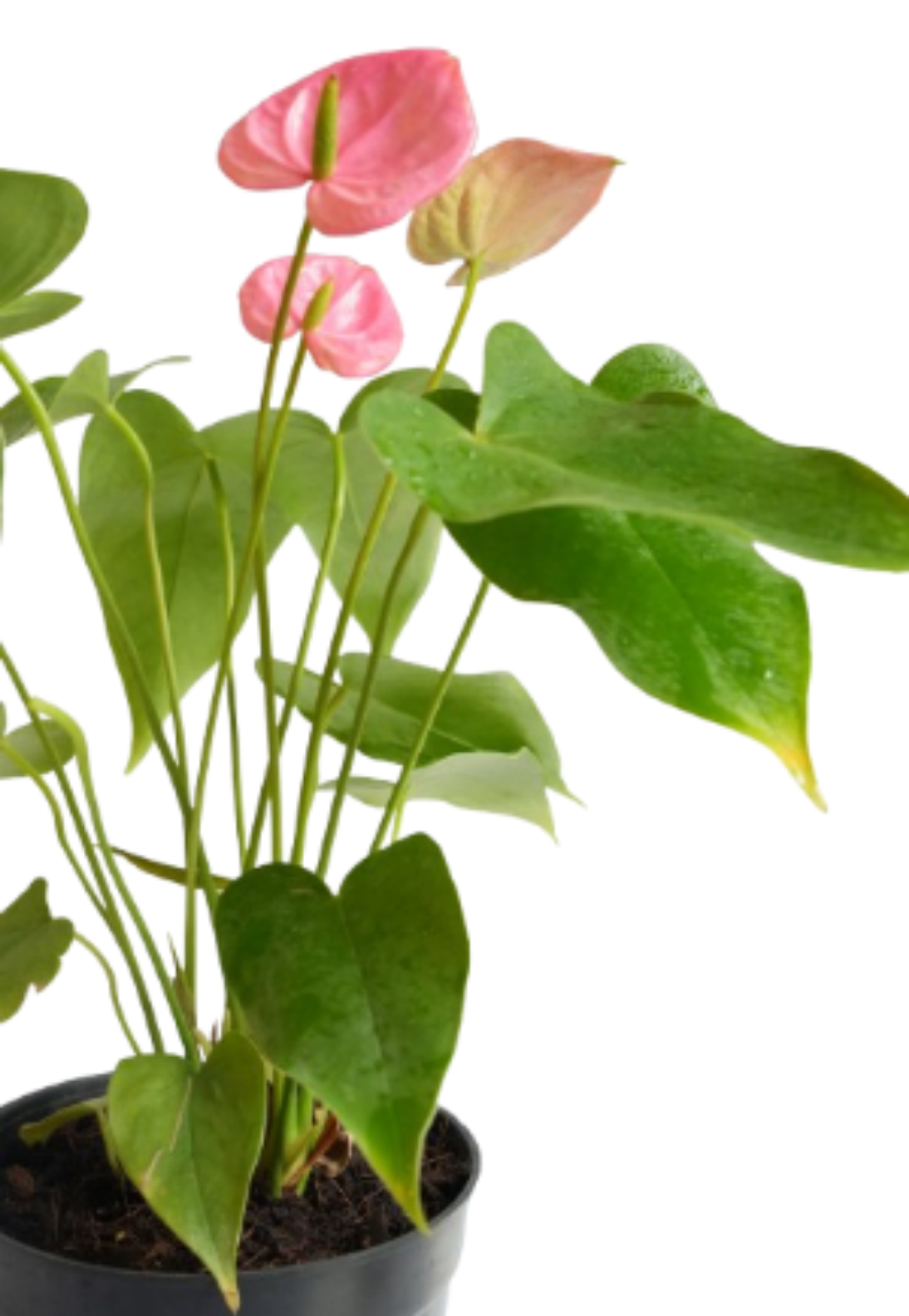 Anthurium (Pink Anthuriums)