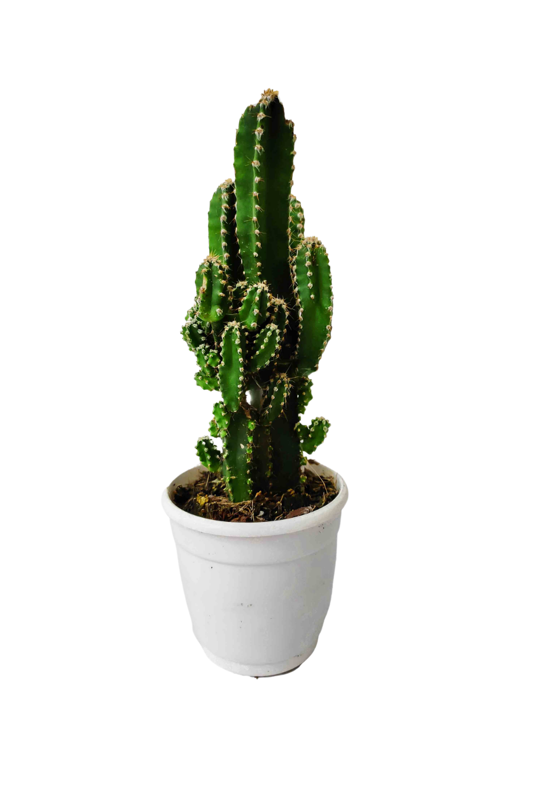 Triangle cactus