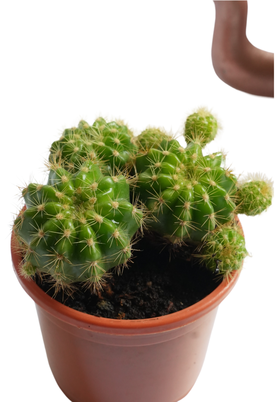 Lemon Barrel Cactus