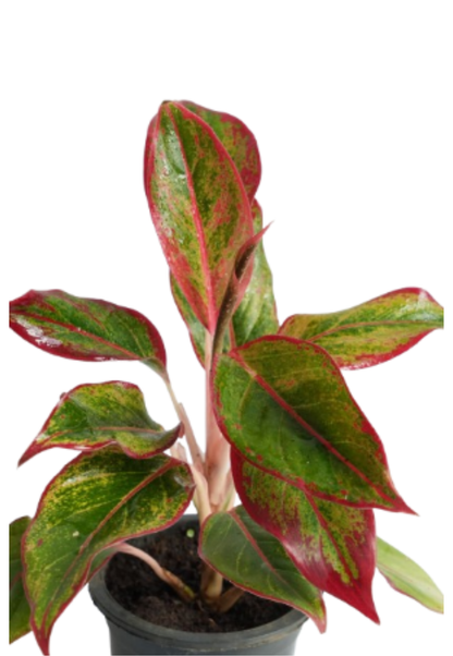 Aglaonema ‘Crete’