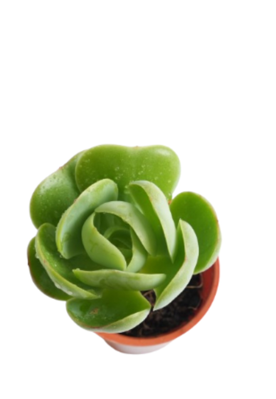 Echeveria ‘Green Spoon’