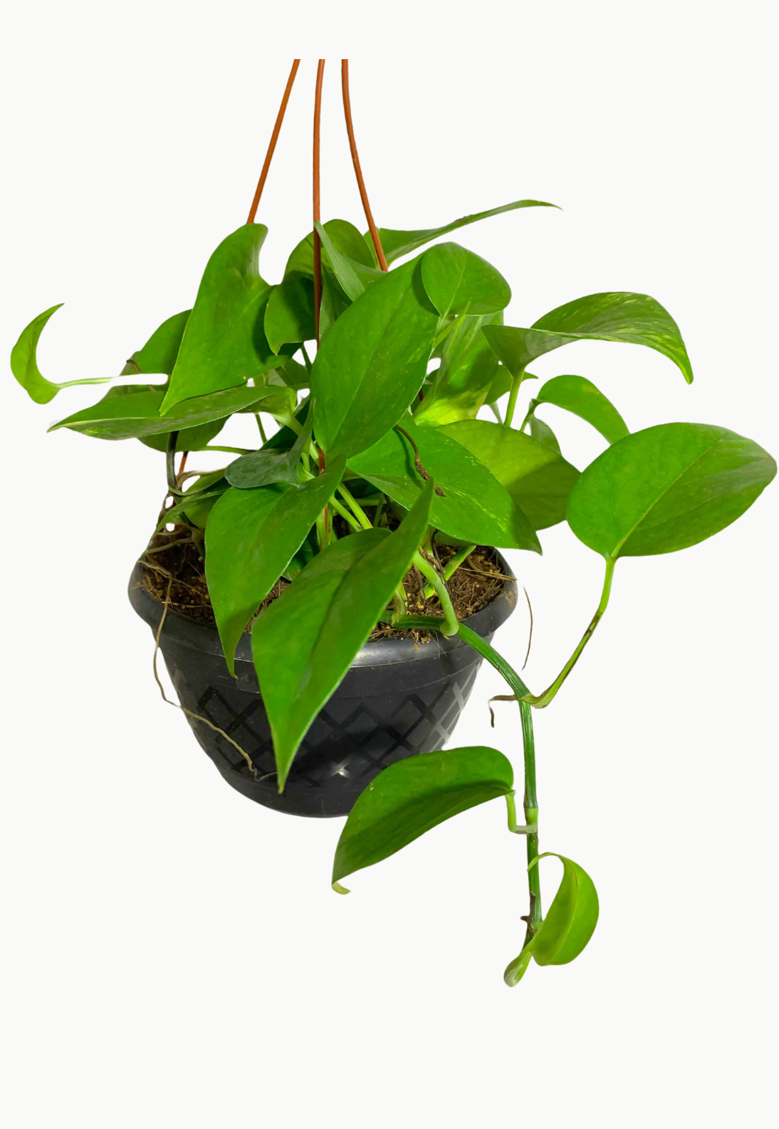 Money Plant Hanging