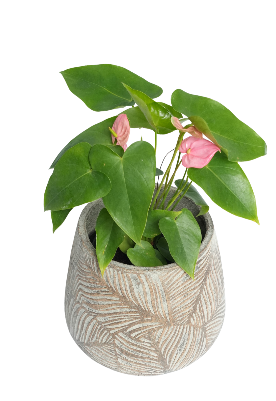 Maple Curve Timeless Leaf planter