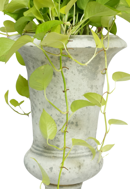 Weathered White Urn Planter