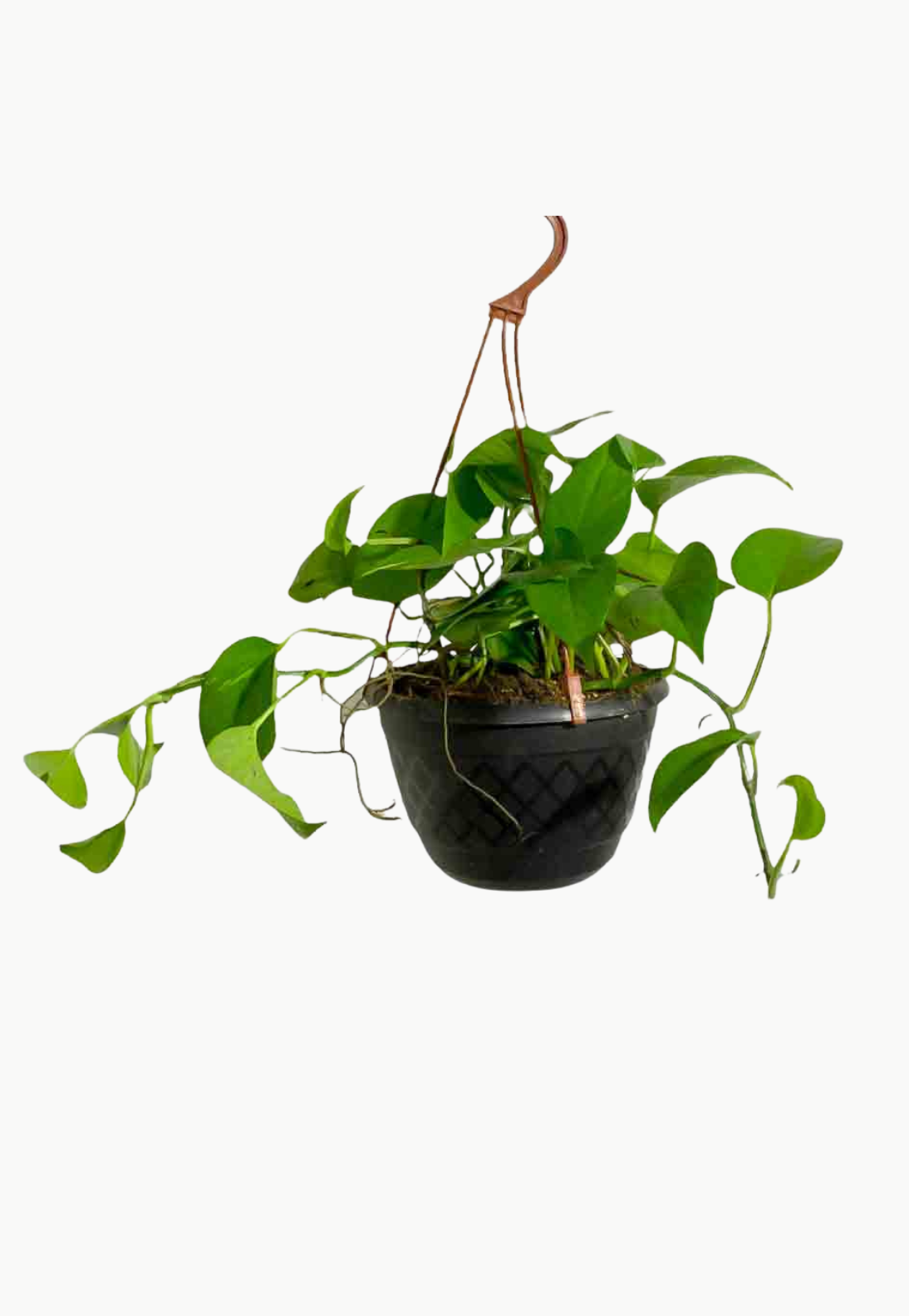 Money Plant Hanging