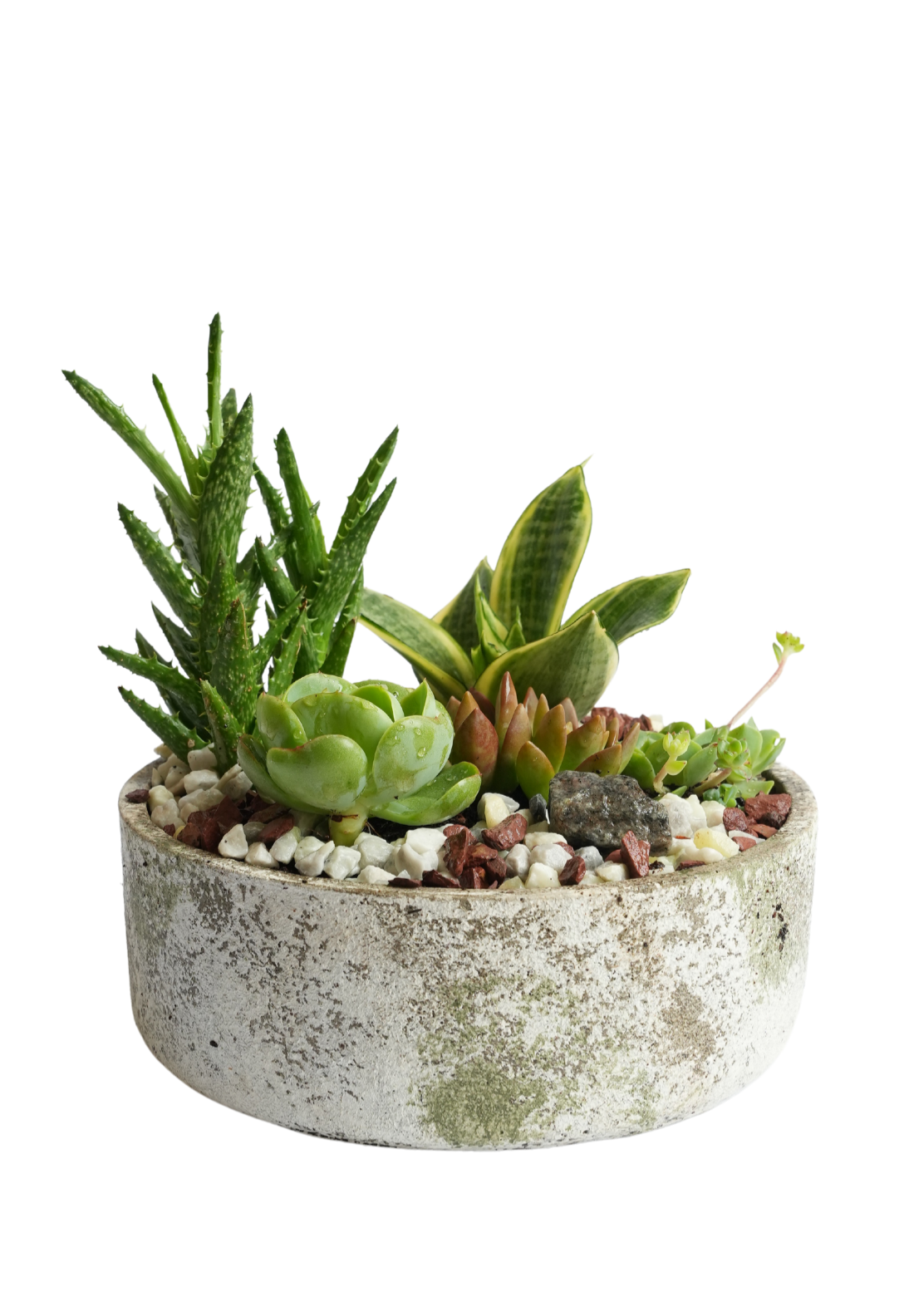 Circular Moss Green Planter