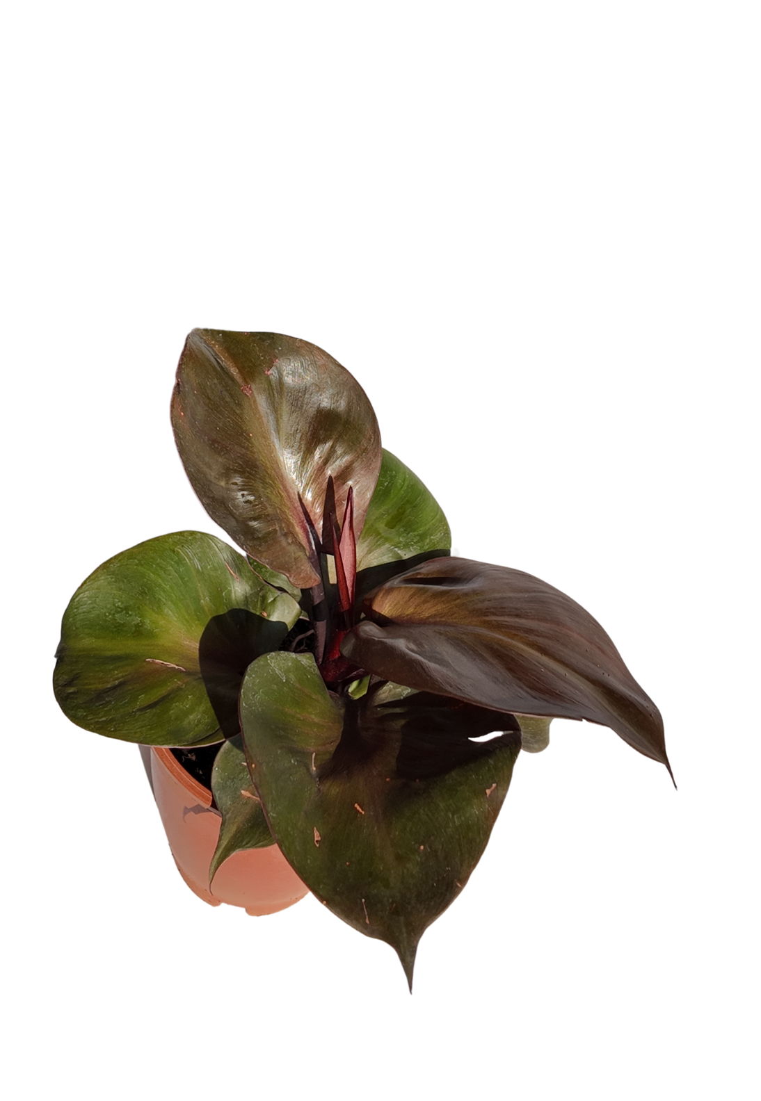 Philodendron Red Heart