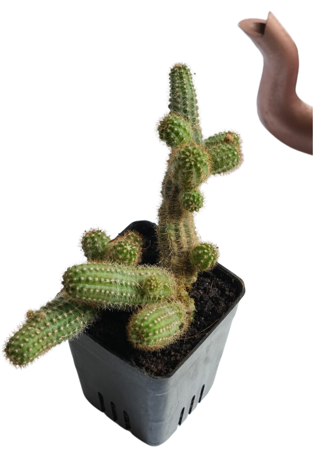 Peanut Cactus