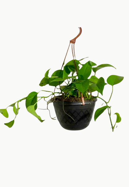 Money Plant Hanging