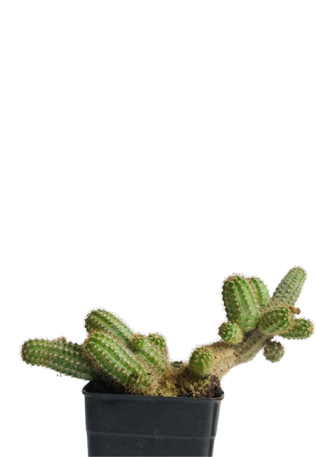 Peanut Cactus