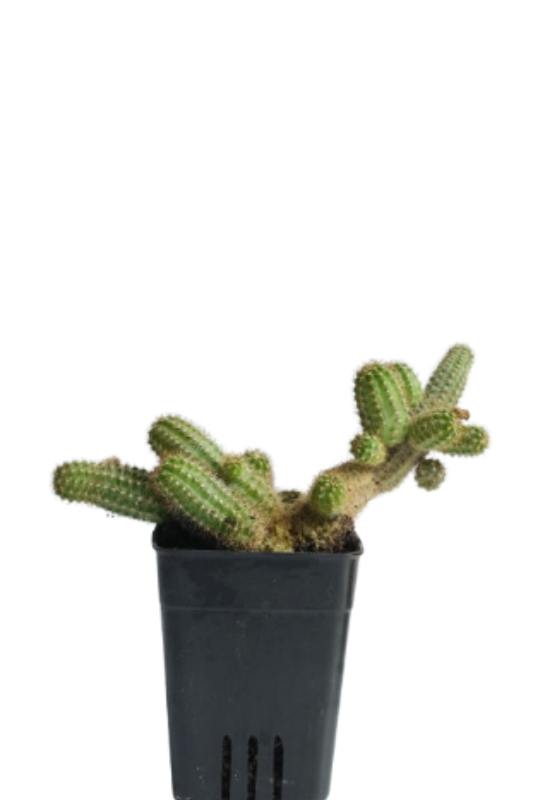 Peanut Cactus