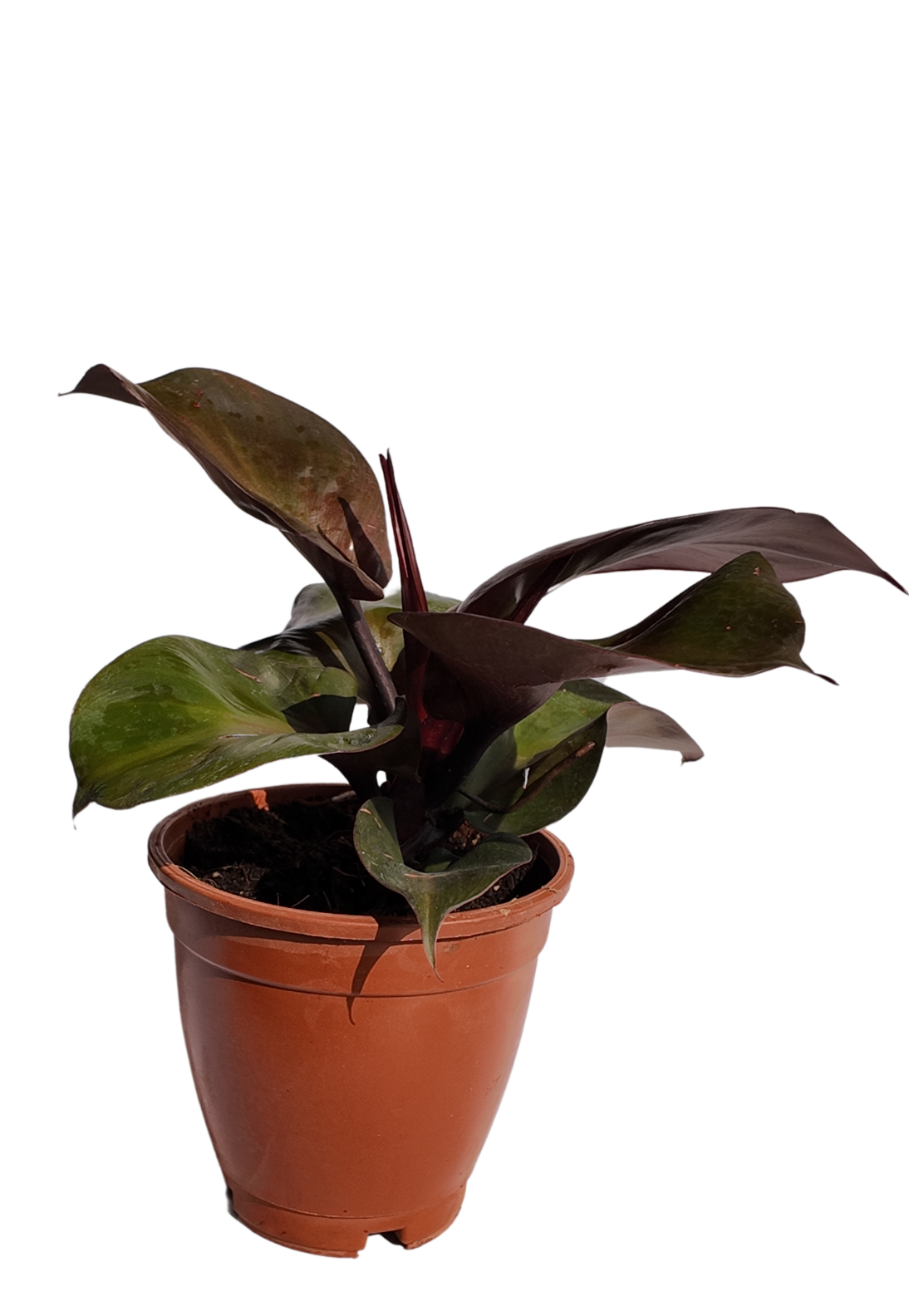 Philodendron Red Heart