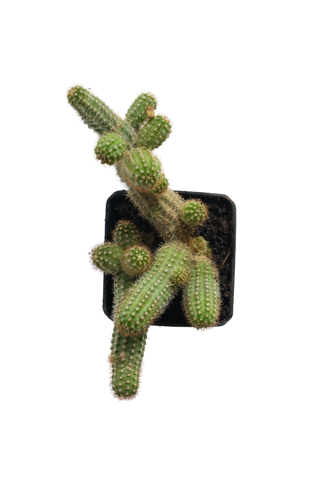 Peanut Cactus