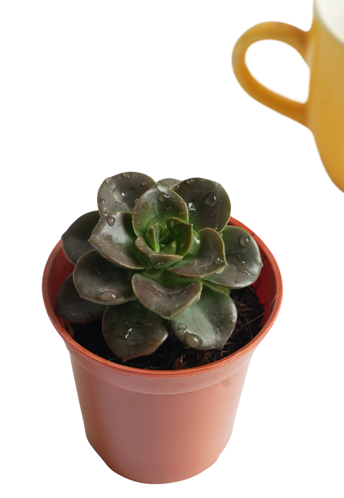 Echeveria Melaco