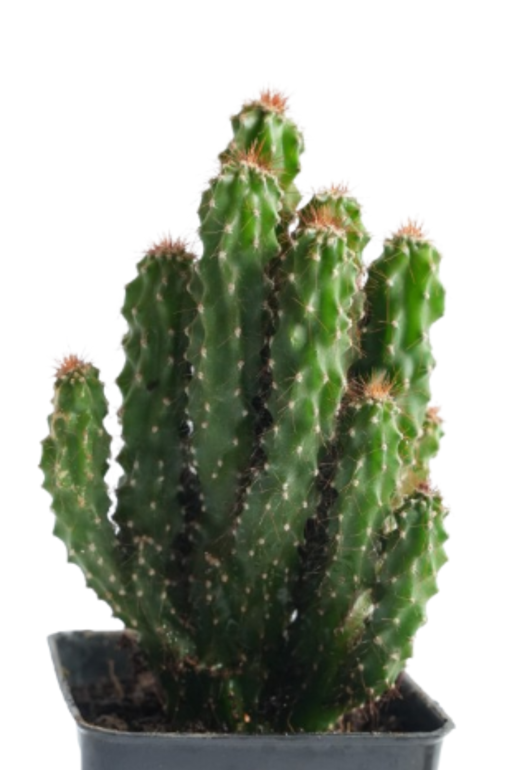 Queen Of The Night Cactus