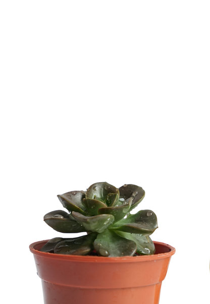 Echeveria Melaco