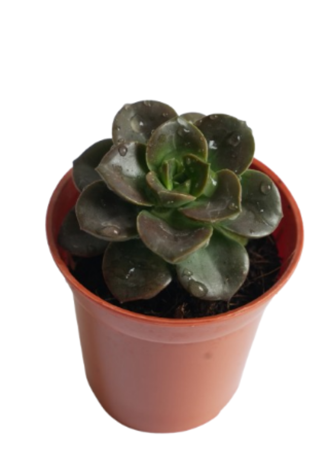 Echeveria Melaco