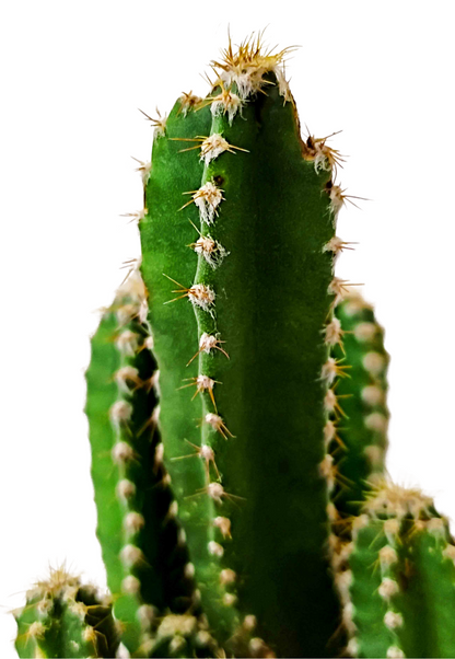 Triangle cactus