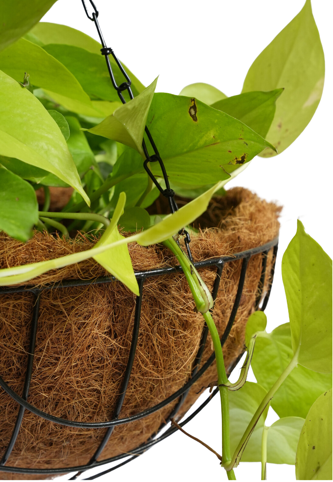 Coir Hanging Planter