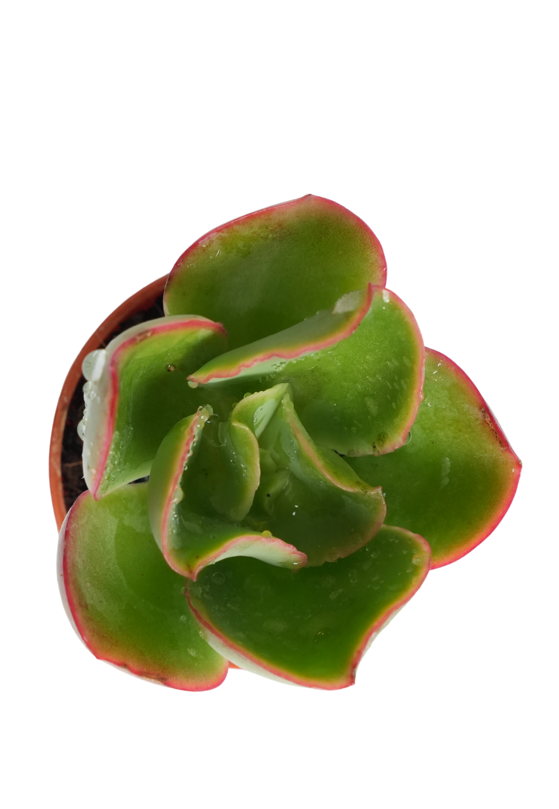 Echeveria Pallida