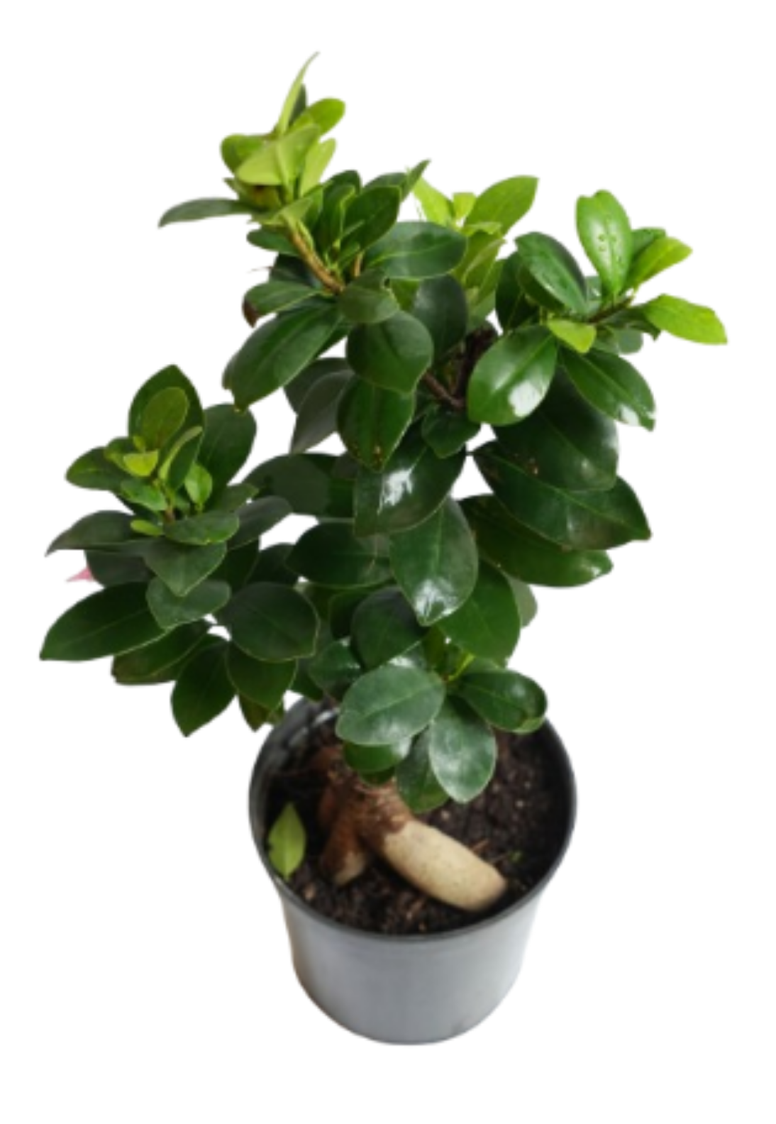 Ficus Ginseng Bonsai