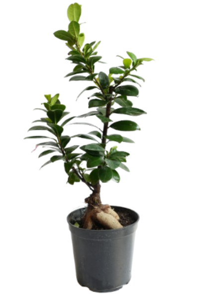 Ficus Ginseng Bonsai