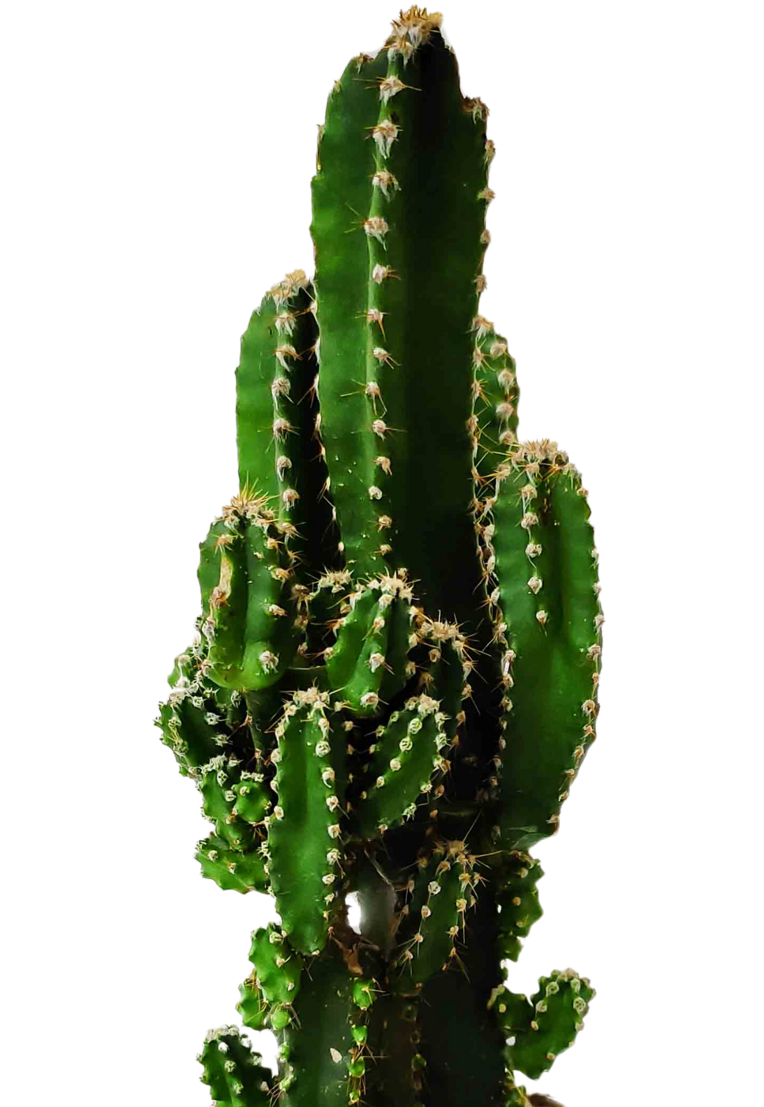 Triangle cactus