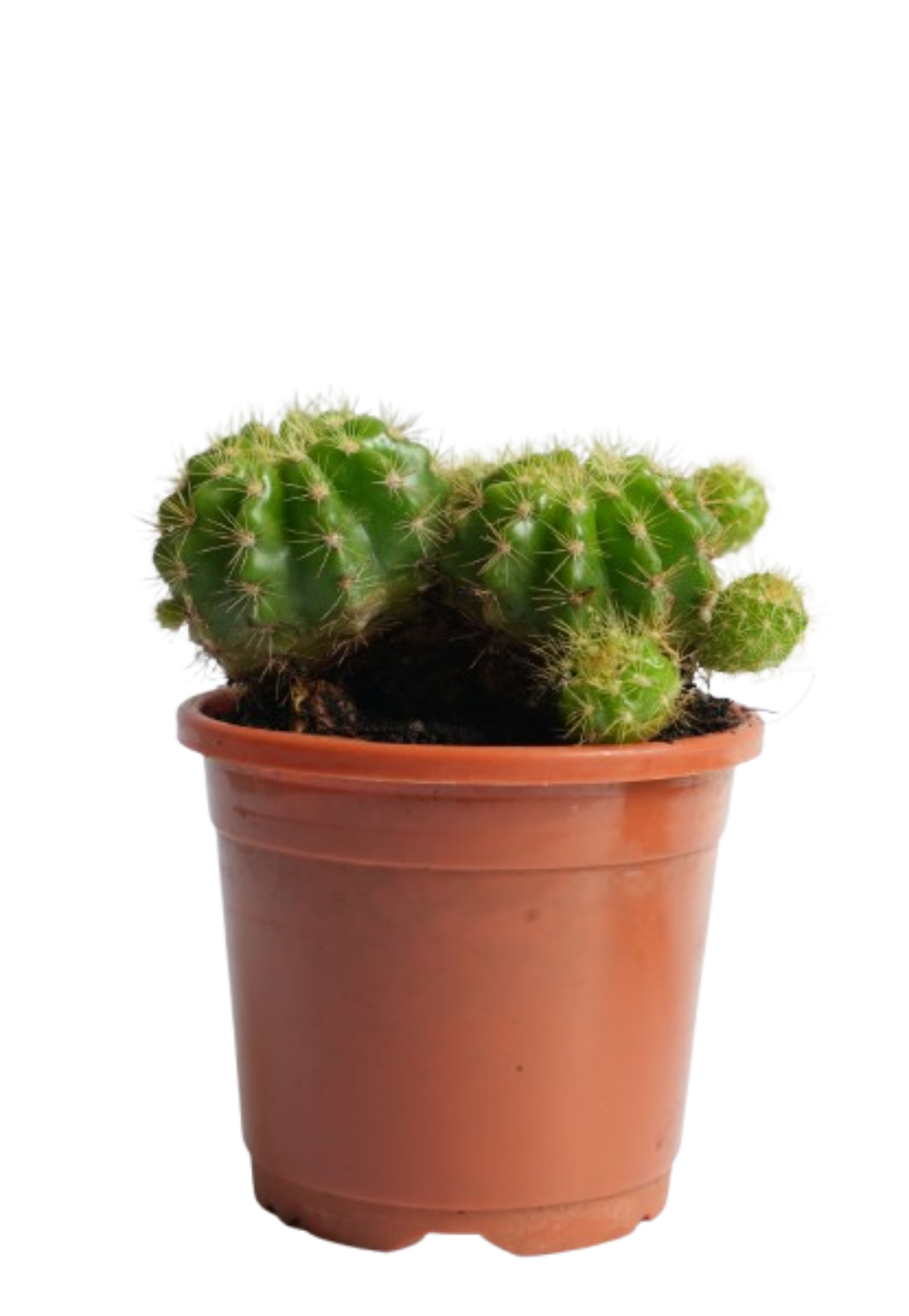 Lemon Barrel Cactus