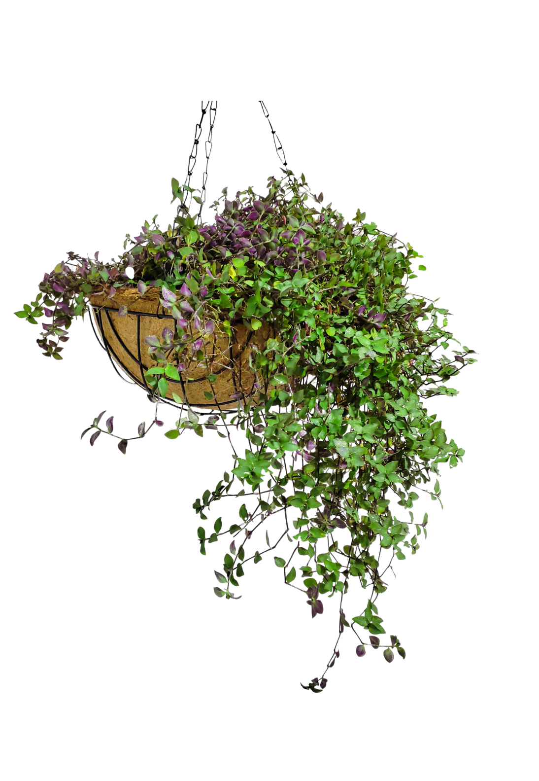 Coir Hanging Planter