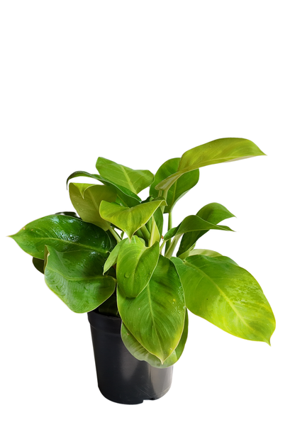 Philodendron Moonshine