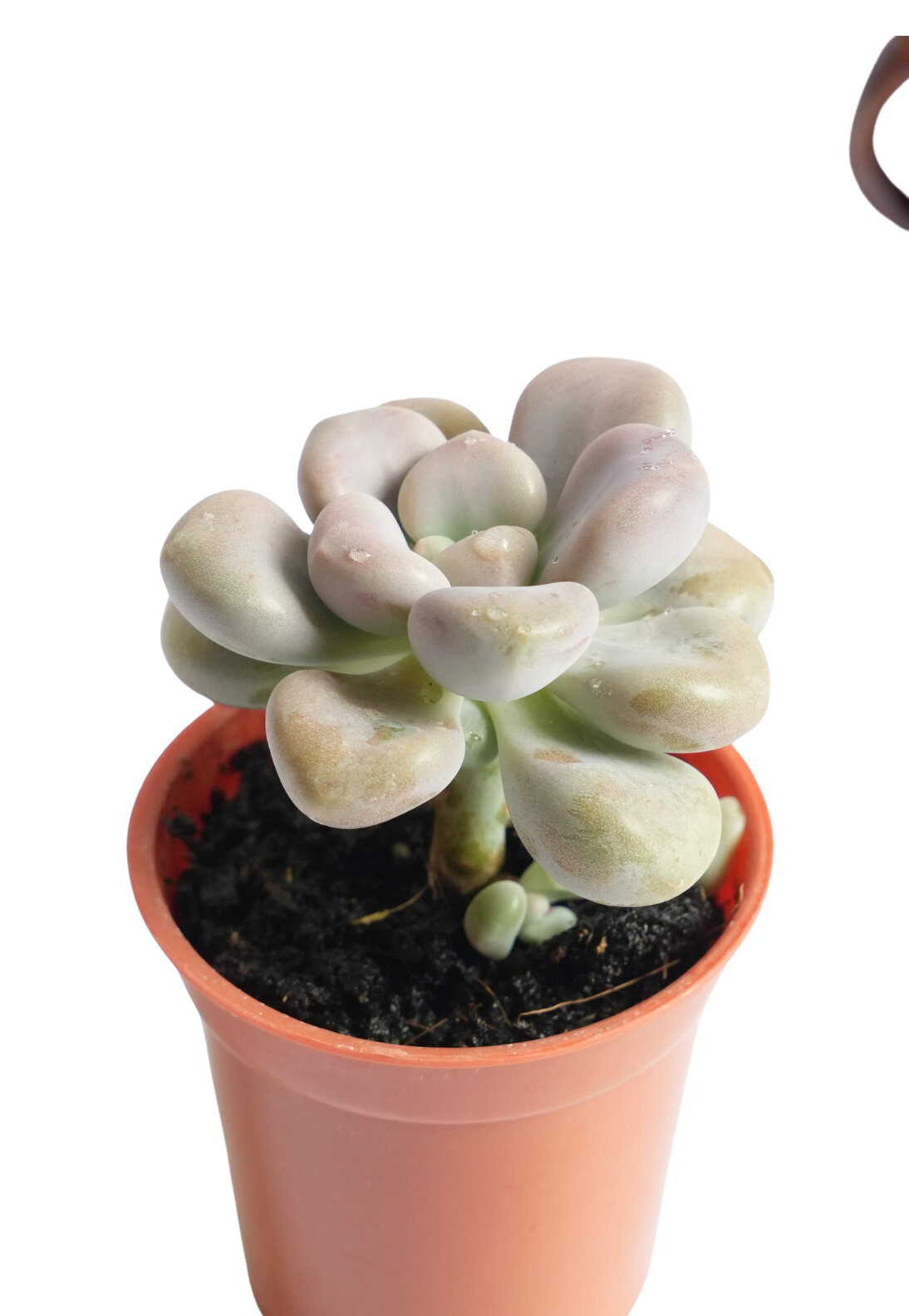 Pachyphytum Oviferum