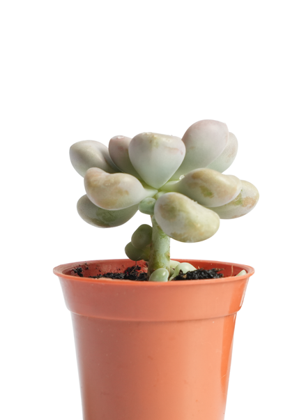 Pachyphytum Oviferum