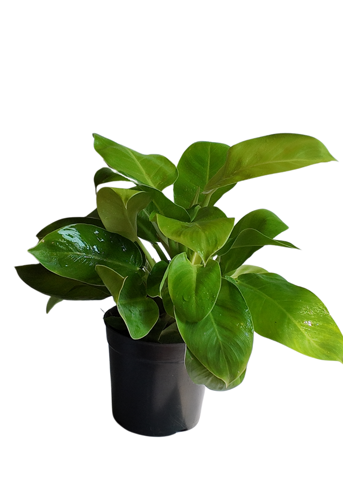 Philodendron Moonshine