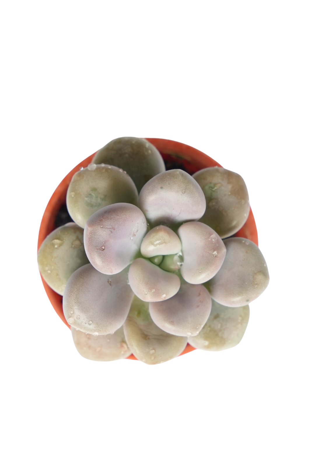 Pachyphytum Oviferum