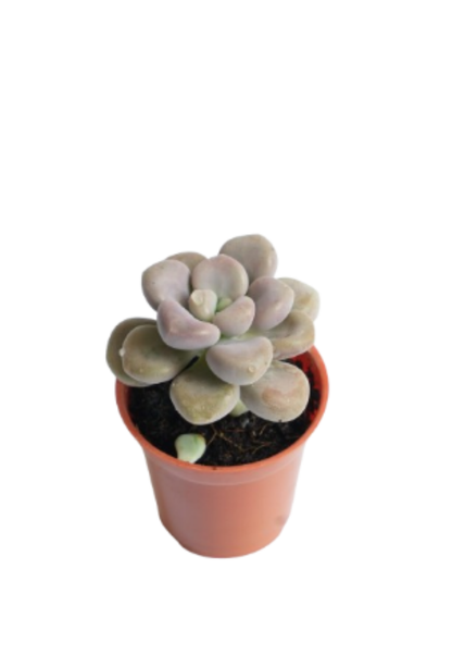 Pachyphytum Oviferum