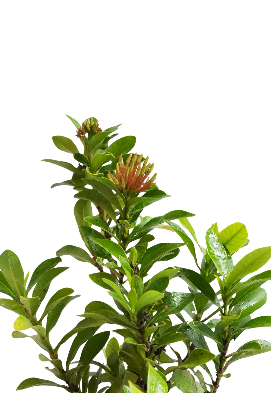 Ixora Plant