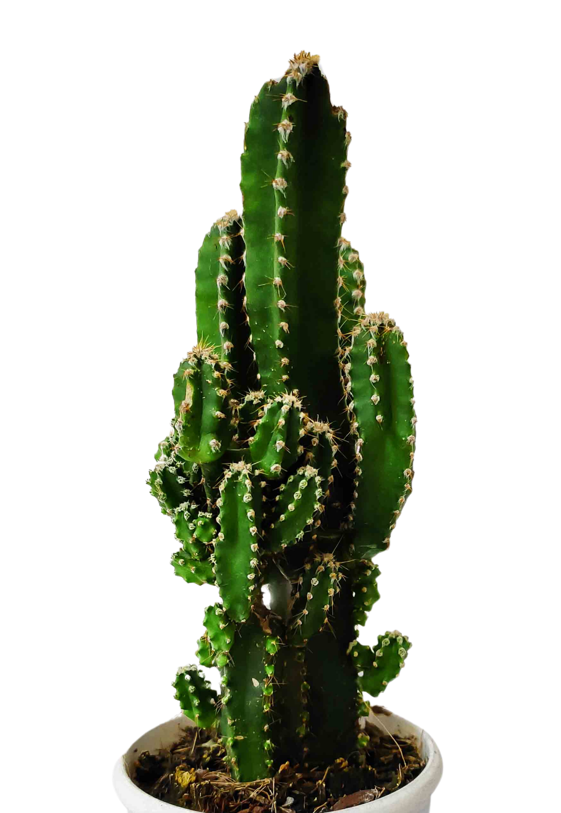 Triangle cactus