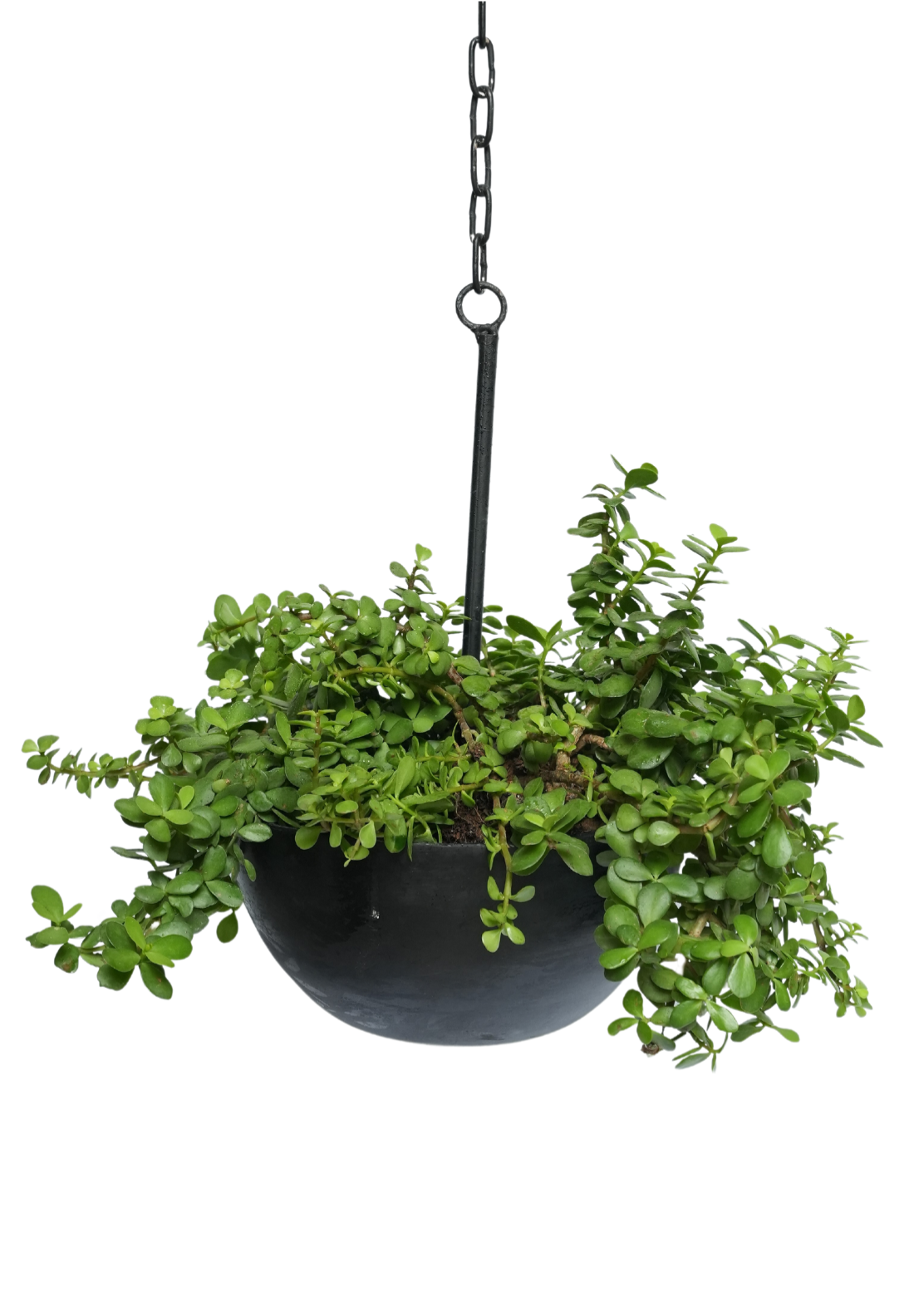 Black Circular Hanging Planter