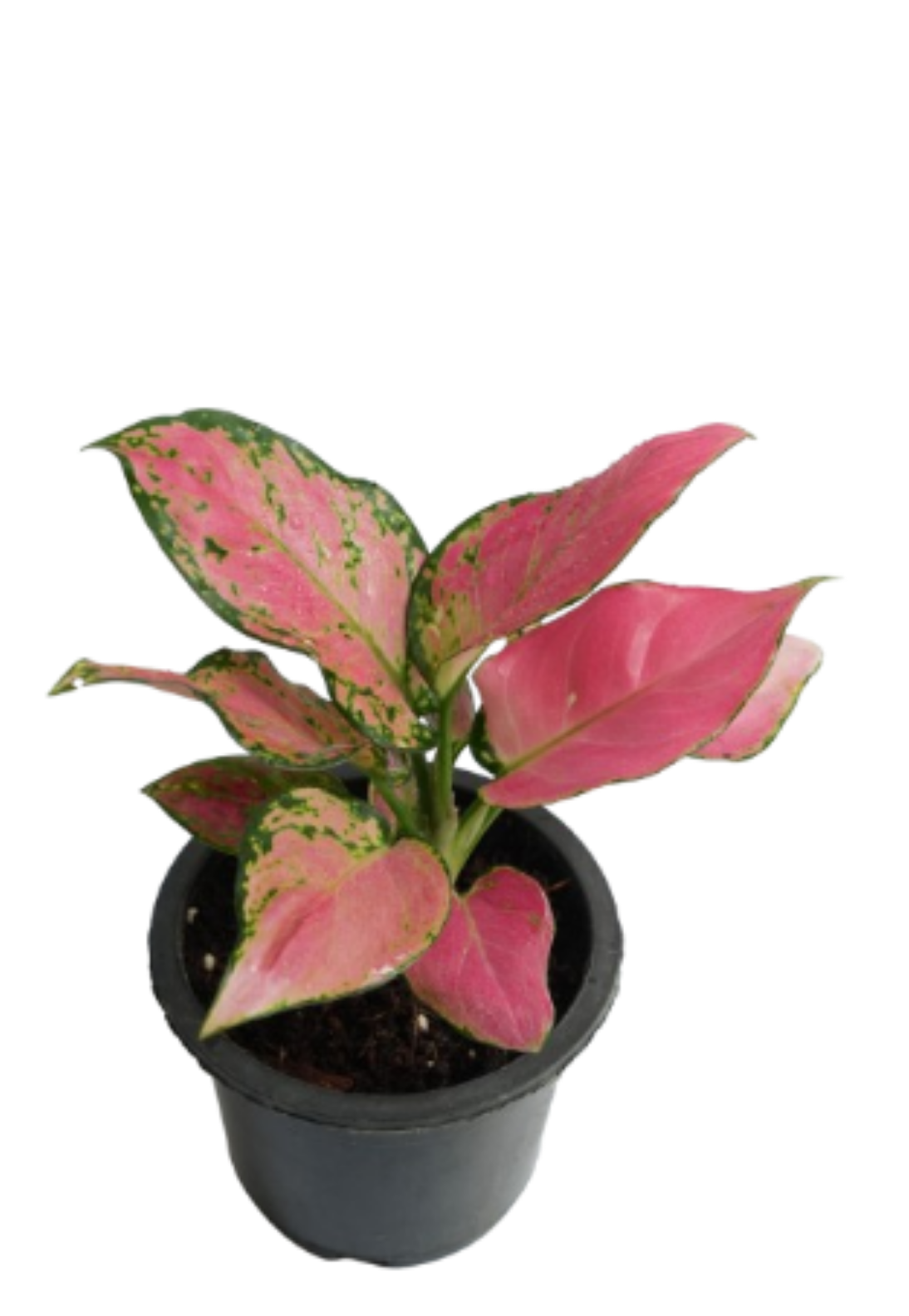 Aglaonema Pink