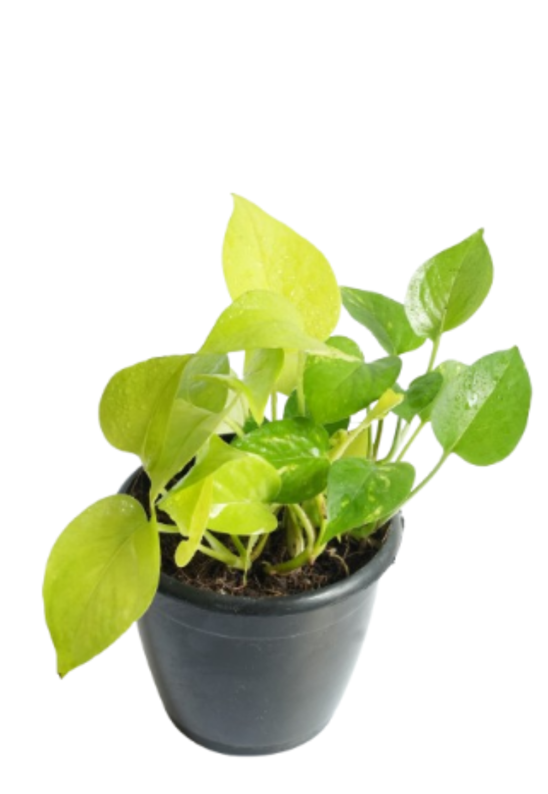 Money Plant